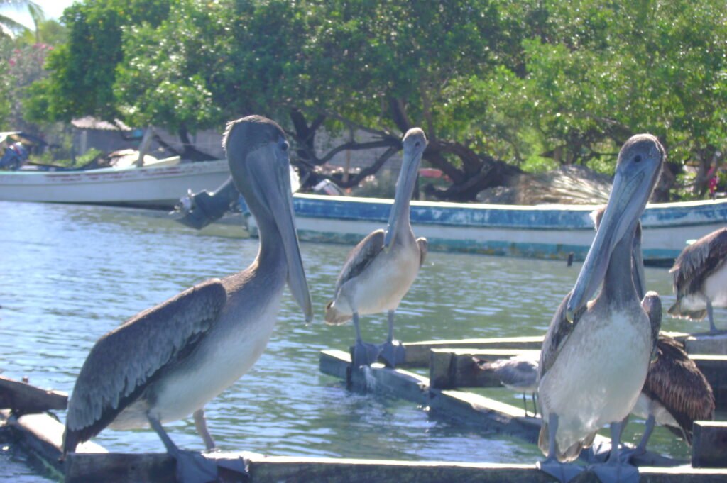 Pelícanos en pueblo de pescadores.