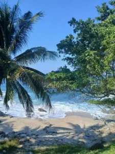 palmera con arboles vista al mar destinos